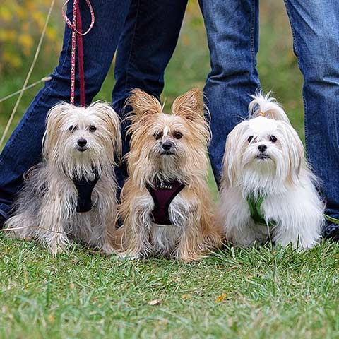 Our three dogs: Paddington, Wellington, and Corduroy.